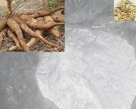 中國木薯淀粉行業重點企業分析